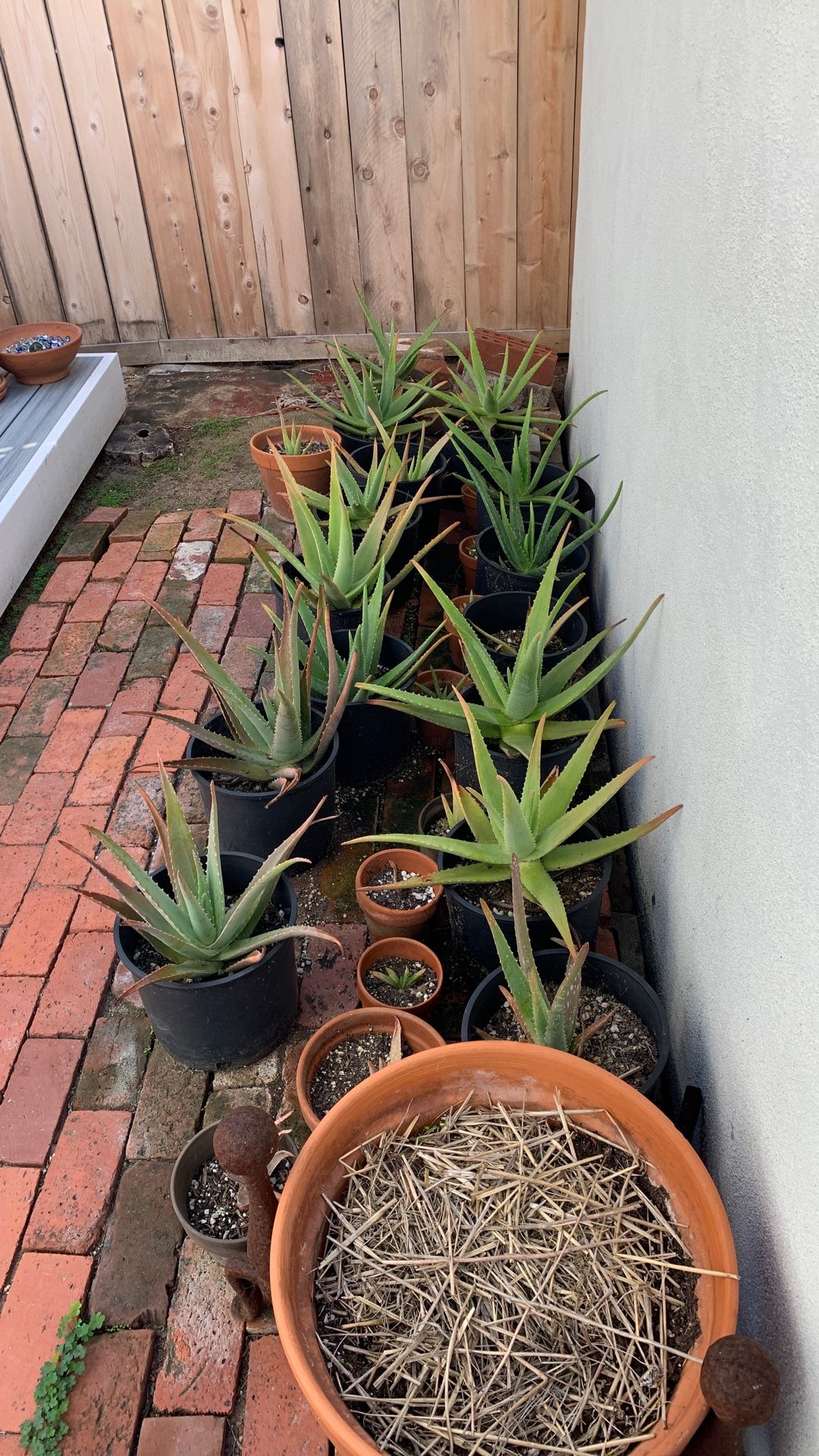 Aloe Vera plants - buy one, get one