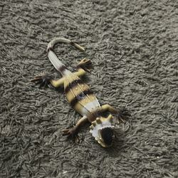 Realistic Plastic Lizard Toy