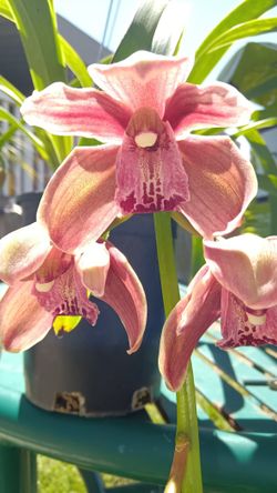 Orchids