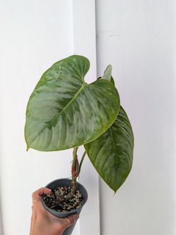 Philodendron Sodiroi Plant 4" Pot - Indoor House Plants