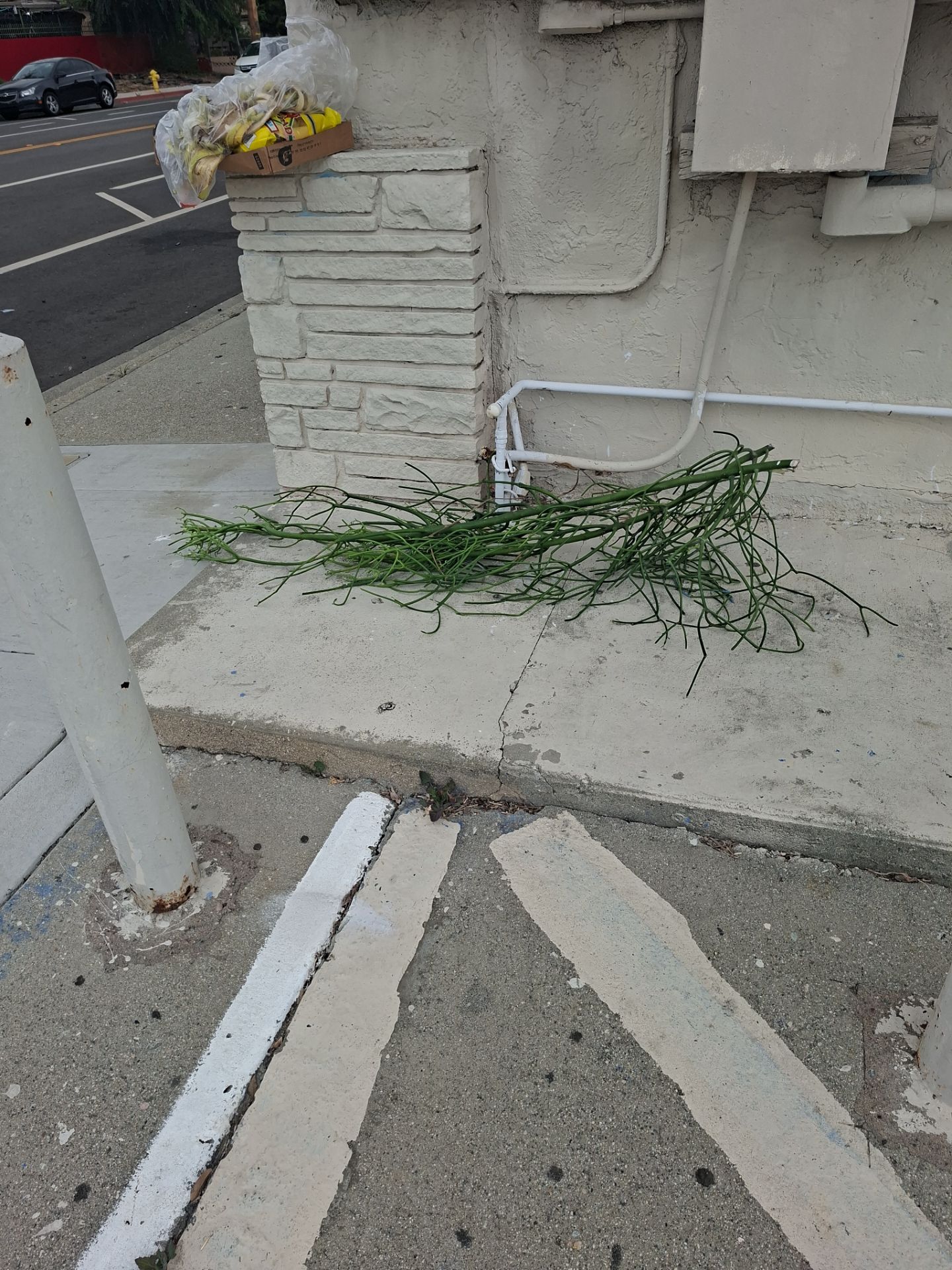 Free pencil cactus plant cutting g
