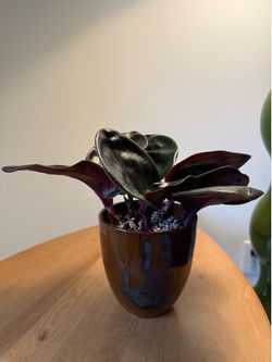 Geogenanthus ciliatus * Rare Tropical Plant in Ceramic Planter