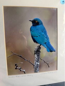 Bird portraits
