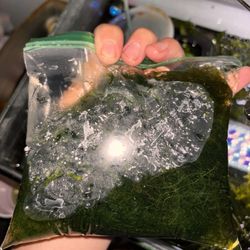 Aquarium Live Plant Christmas Moss