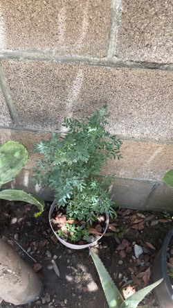 Planta de Ruda