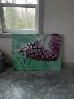 Canvas Pine Cone