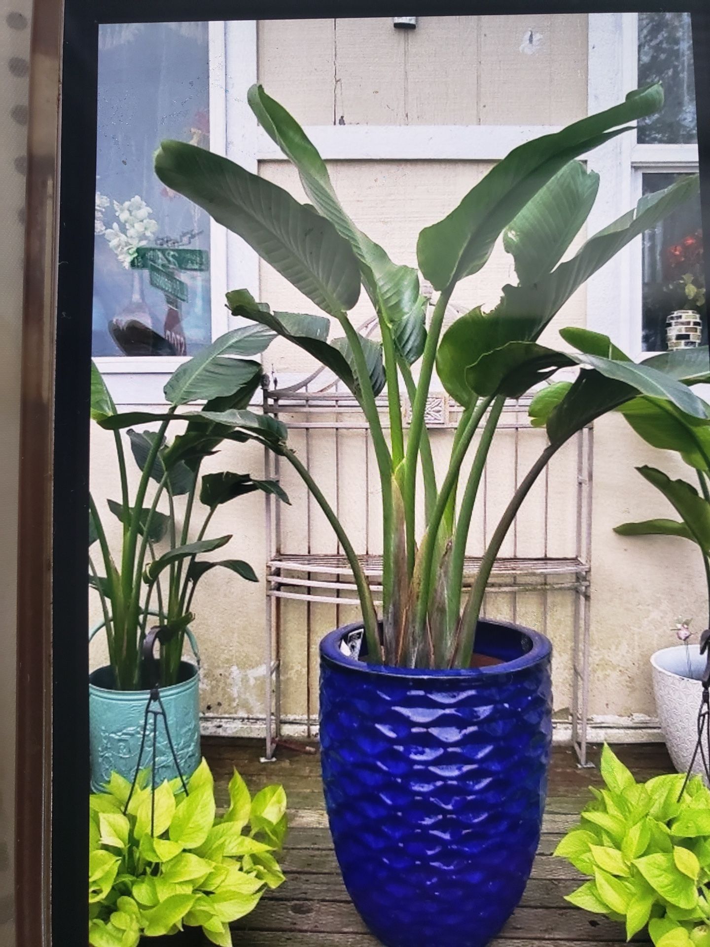 Beautiful White Bird Paradise Plants 