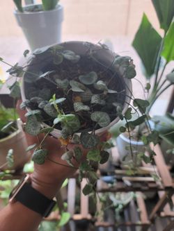 String Of Hearts