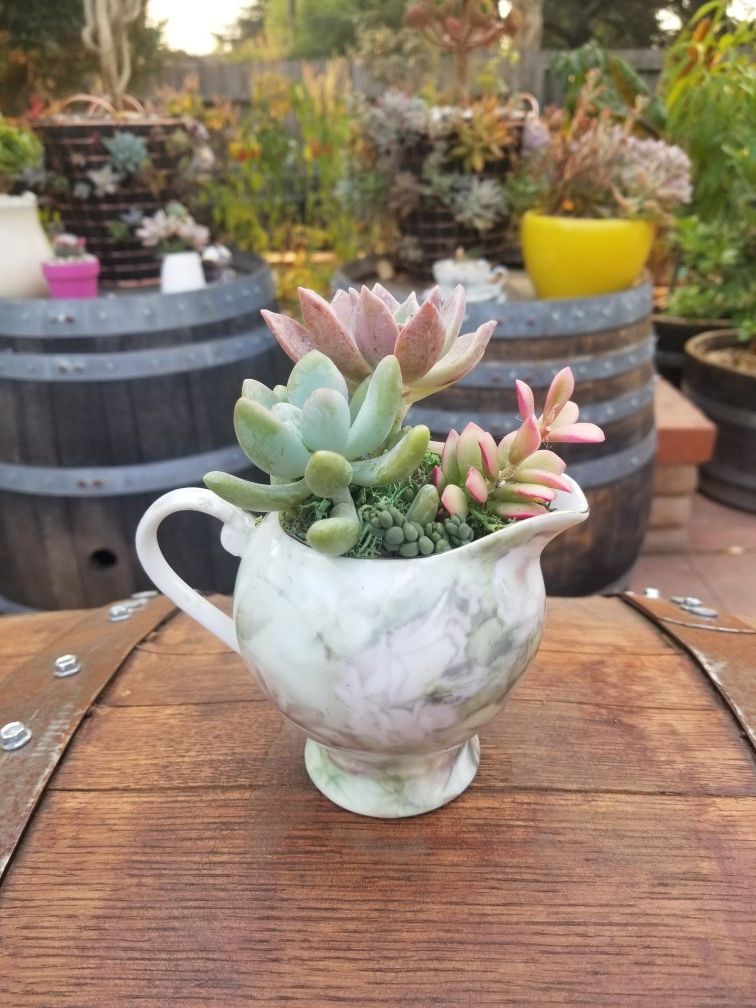 Succulent flowers in a vintage Rose creamer