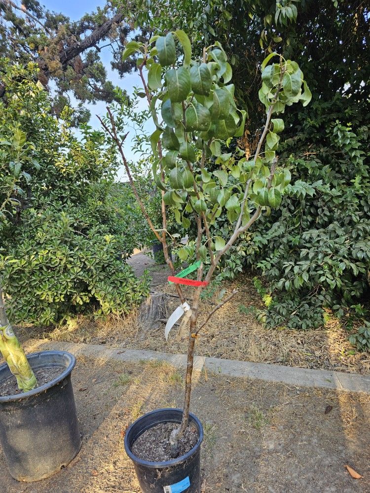 Multi Grafted 4 Variety Pear Fruit Tree