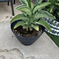 Mala Madre, Mother Of Thousands, 