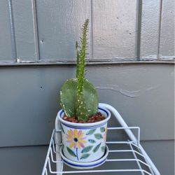 2 Types Of Cactus In A Cute Flower Pot