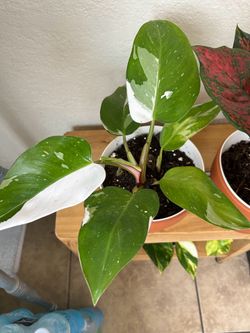 Plants for sale 20 each