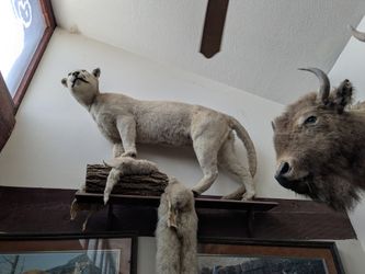 Different Taxidermy Mounts All Different Prices