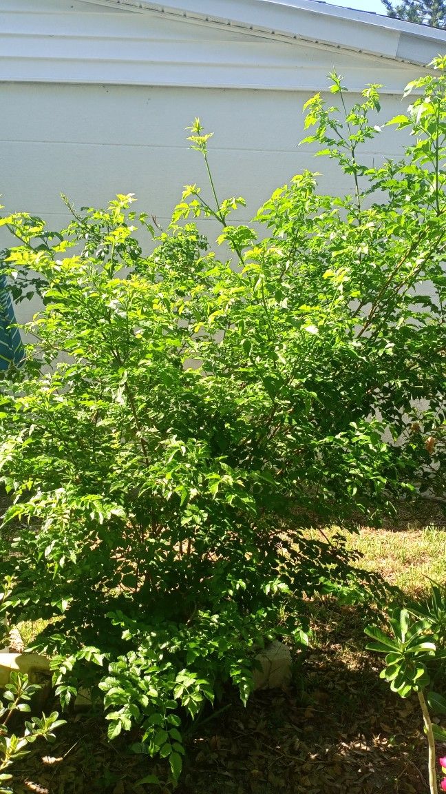 Honey suckle tree NO SHIPPING 8 Feet