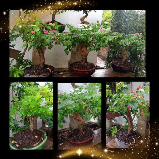 Beautiful Bougainvillea Trees $150.00🌸🌸