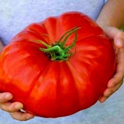 50+ Beefsteak Tomatoe Seeds 