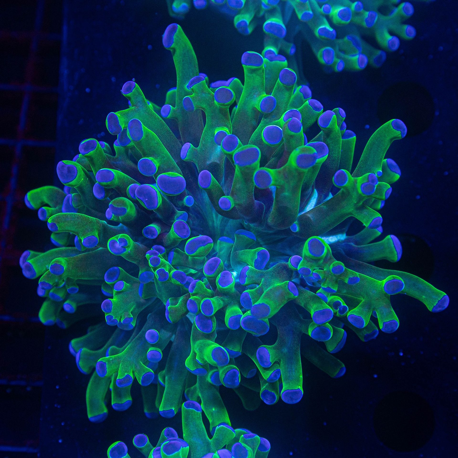 Frogspawn