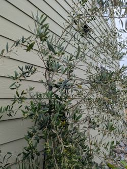 Tree Organic Olive  Price Negotiable