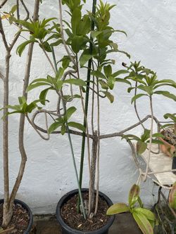 Sepodilla Tree
