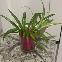 Planta 