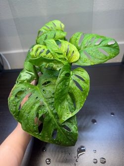 Monstera adansonii plant