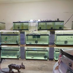 Fish Tanks/Breeder Setup FS