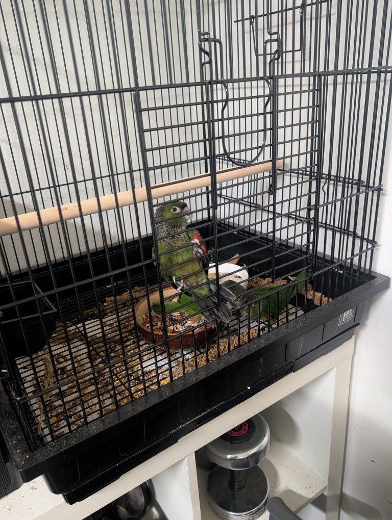 Medium Bird Cage