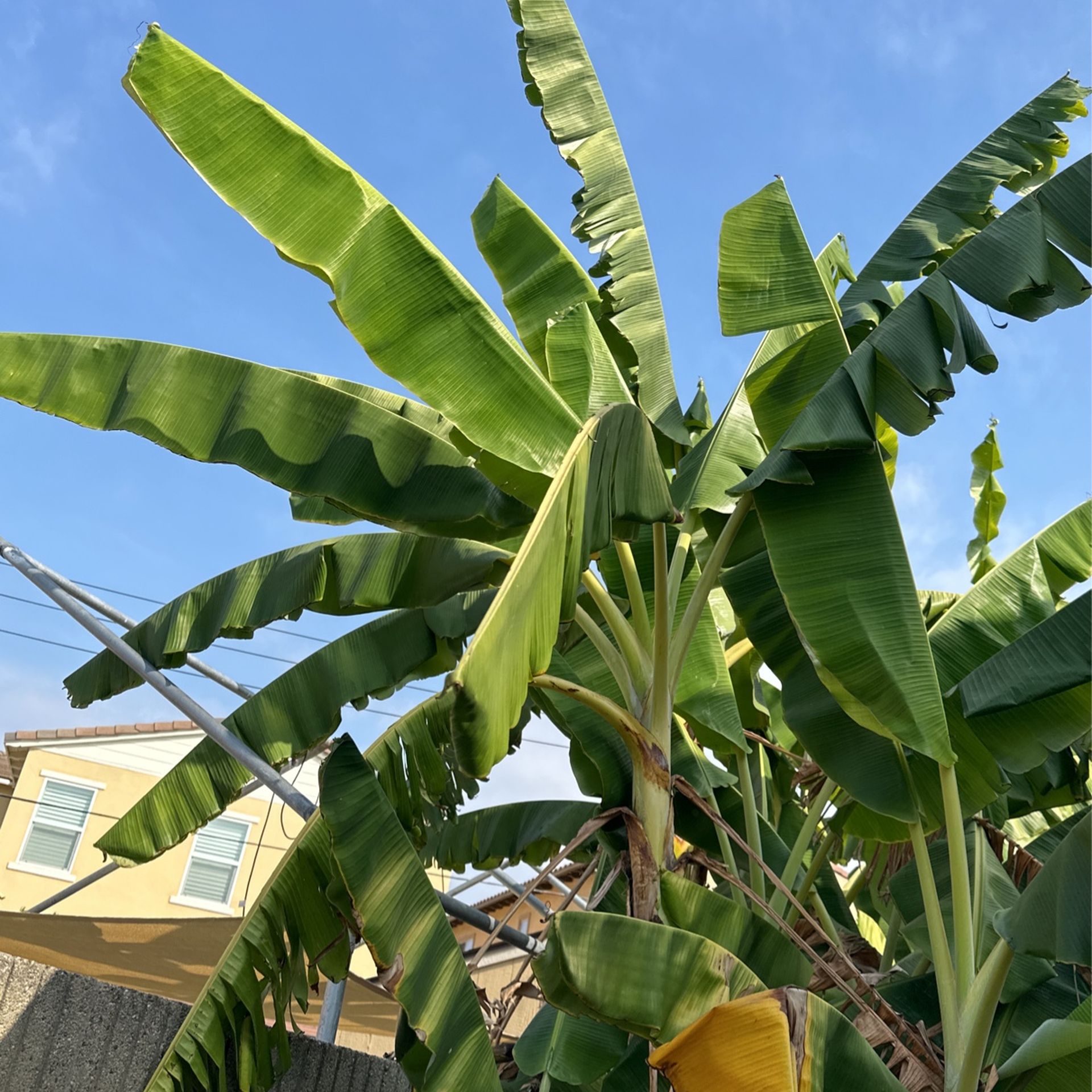 Banana Leaf