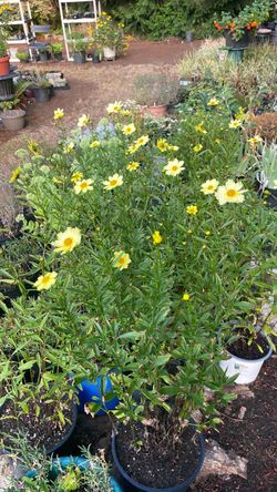 Coreopsis