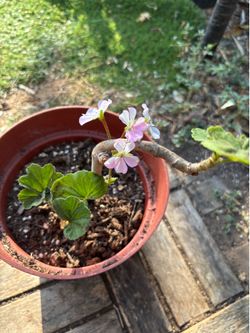 Geranium