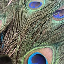 32 Peacock Feathers