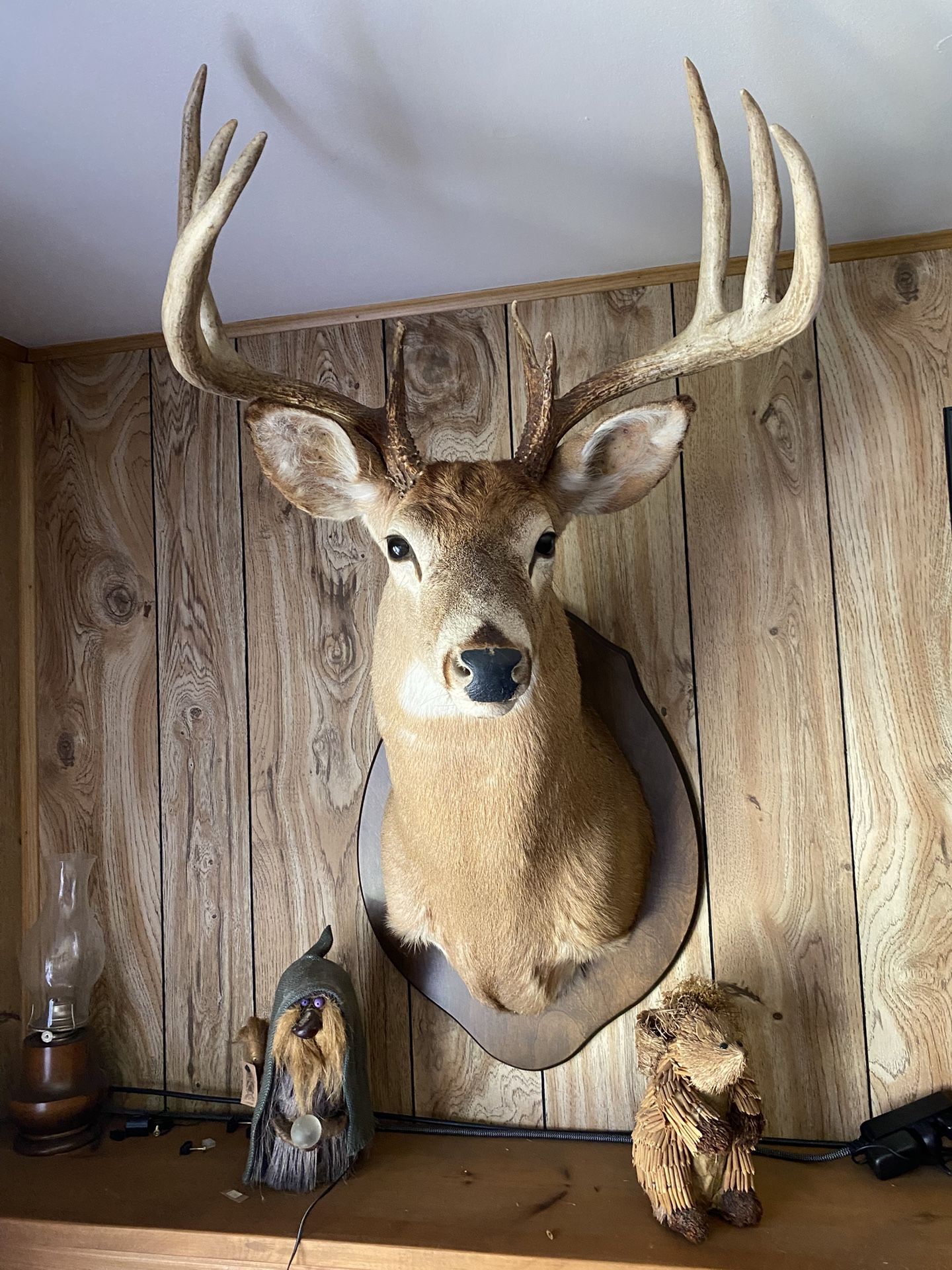 7 Professional taxidermy Whitetail bucks