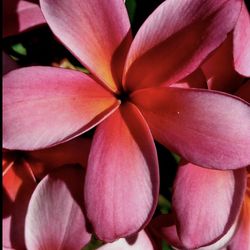 Rainbow Plumeria 