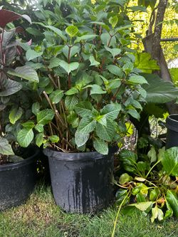 Niko blue hydrangea