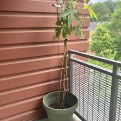 Plant With Pot