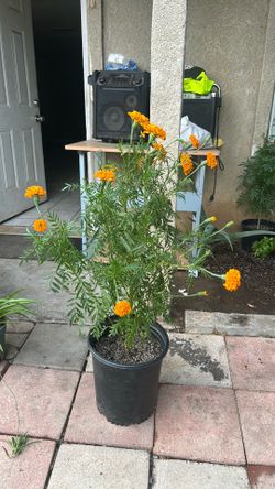 Planta sempasuche