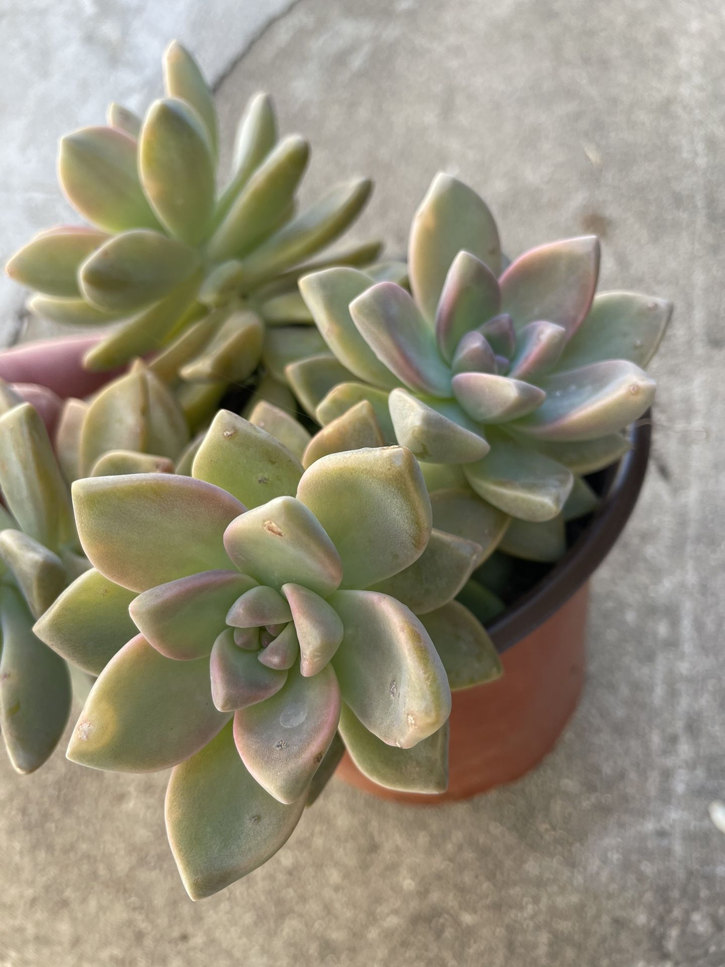 6in Pot Graptoveria Ghosty Succulent Plant 