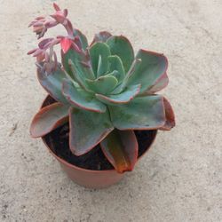 Beauty Succulent Plant 7.00 Special 