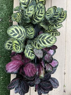 Prayer plants calathea, live Plant in a 4" nursery pot. ✔️ profile for more 🪴$8 ea