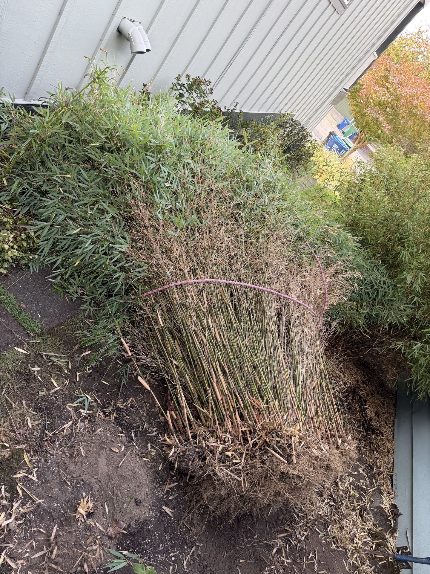 Bamboo For Sale (Fargesia Rufa) Noninvasive