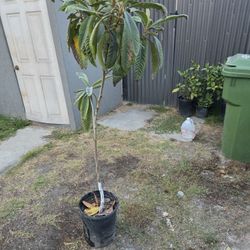 Níspero Tree