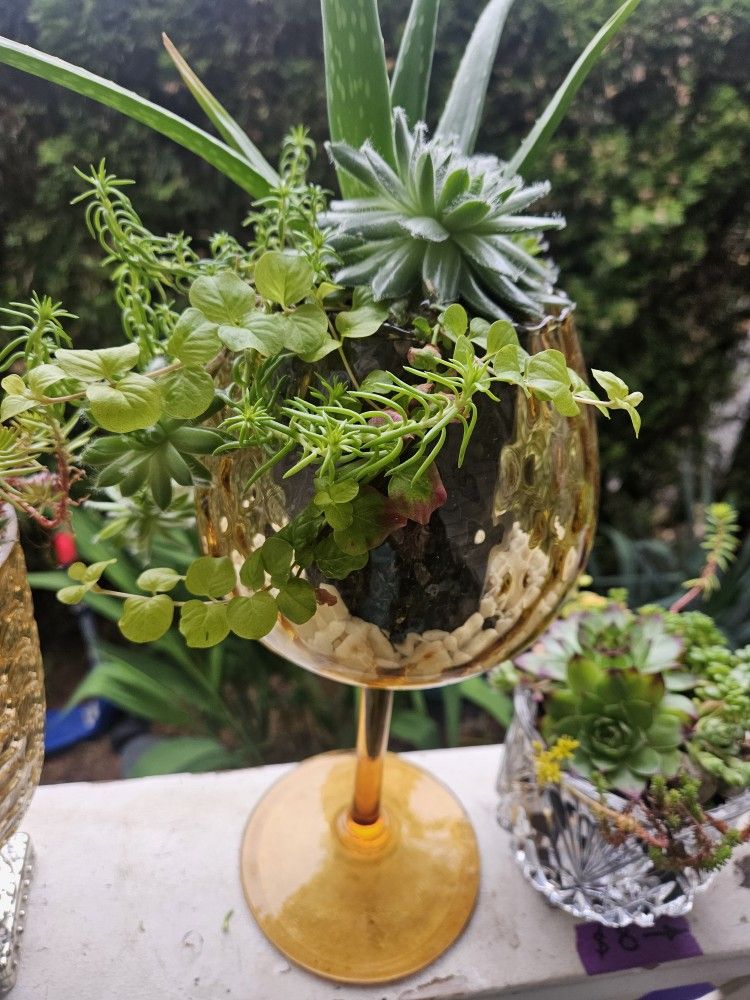 Plant Succulent, Inside Or Outside, In Glass