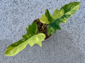 Florida Beauty x Mayoii Variegated New Hybrid 