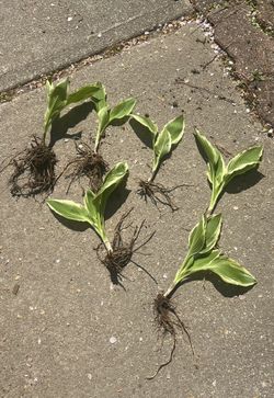 Variegated Hosta Perennial Plants ($7 Each Clump Will Grow Large)