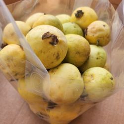 Bag Of Guavas