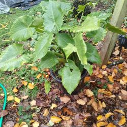 Elephant Ear Plant