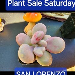 SUCCULENT AND PLANT SALE THIS SATURDAY IN SAN LORENZO  OVER 1000 TO CHOOSE FROM