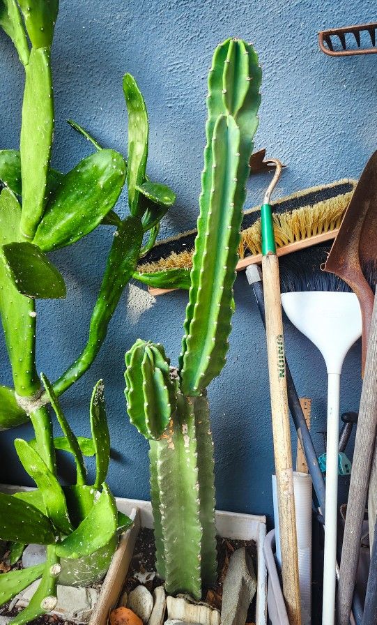 Peruvian Cactus w/ Multiple Arms! 🌵