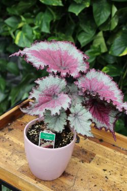 Begonia